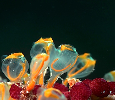 Neue Route der MSY WAOW Liveaboard  in Indonesien für Tauchsafaris. SANGIHE Inseln Nord Sulawesi, Celebes sea, Bitung, Lembeh, Manado, Bunaken, Bangga