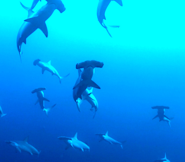 Dive the BANDA Sea Indonesia, Coral triangle, encounter hammer head sharks and many more pelagic or schooling jacks, barracudas, cobra sea snakes and many more with the ultimate Liveaboard MSY WAOW Pinisi